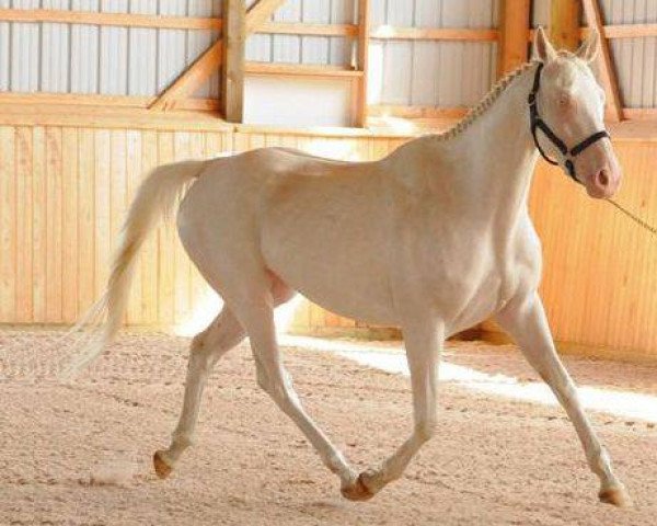 broodmare White Safari xx (Thoroughbred, 2008, from Sato xx)