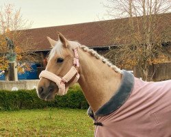 dressage horse Divaria (German Riding Pony, 2015, from Heidbergs Nancho Nova)