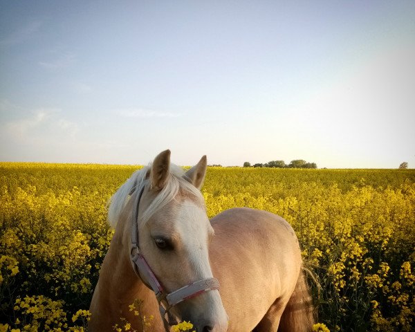 horse Ponypower Sunny Pocahontas (Welsh mountain pony (SEK.A), 2015, from Brynseion Cadivor)