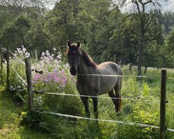 Dressurpferd Datings Golden Fury (Deutsches Reitpony, 2020, von Dating AT NRW)