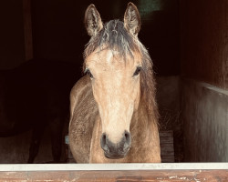 dressage horse Rivers Minuit (German Riding Pony, 2022, from Rivers Dancing AS)