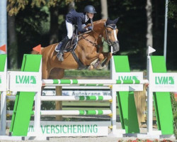 jumper Amira (Oldenburg show jumper, 2012, from Chambertin)