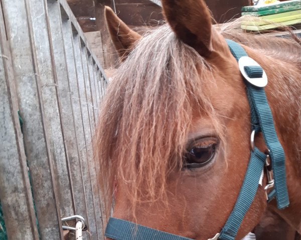 Pferd Joschy (Welsh Pony (Sek.B), 2004, von Lywimar Ycarus)