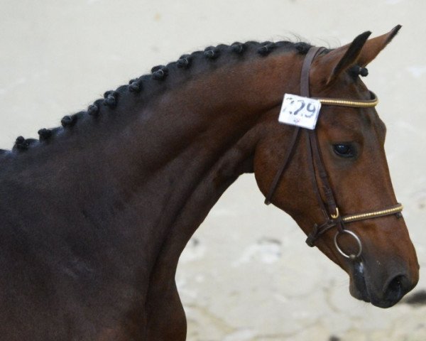 Springpferd Estuyla D'Auzay (Selle Français, 2014, von Tycoon D'Argences)