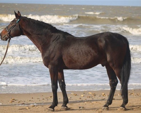 stallion Nouma D'Auzay (Selle Français, 2001, from Carthago)