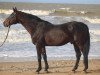 stallion Nouma D'Auzay (Selle Français, 2001, from Carthago)