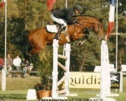 stallion Hybsra d'Auzay (Selle Français, 1995, from Libero H)