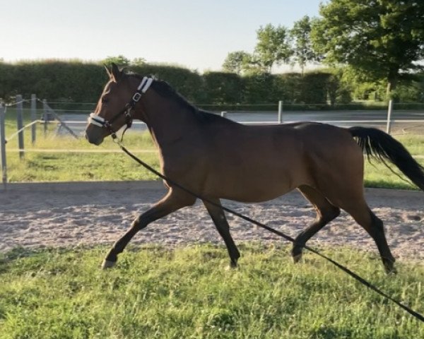 horse Coeur d'Or (Hanoverian, 2020, from Cabaretto)