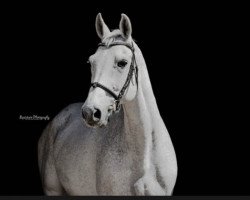 stallion Celer 2 (Czech Warmblood, 2003, from Carthago)