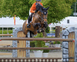 jumper Isaac (KWPN (Royal Dutch Sporthorse), 2013, from Numero Uno)