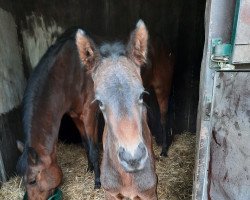 Springpferd Hengst von Crunch (Holsteiner, 2022, von Crunch 3)