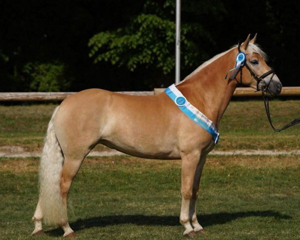 broodmare Olena (Edelbluthaflinger, 2020, from Sammi (6,25% ox))