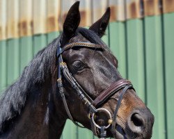 broodmare Giulia L (Oldenburg, 2019, from Jovian)