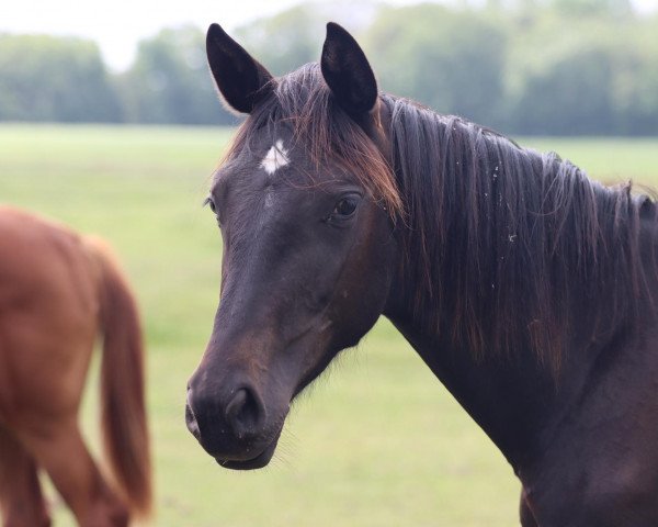 dressage horse Gill L (Oldenburg, 2021, from Bon Coeur)