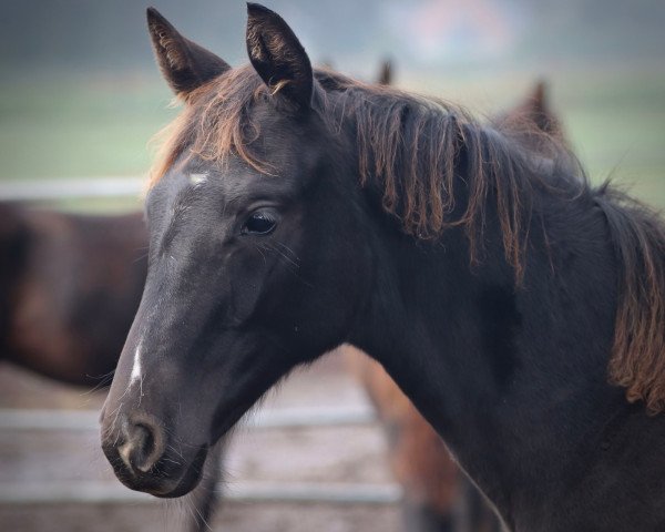 dressage horse Kathness L (Trakehner, 2022, from Singolo)