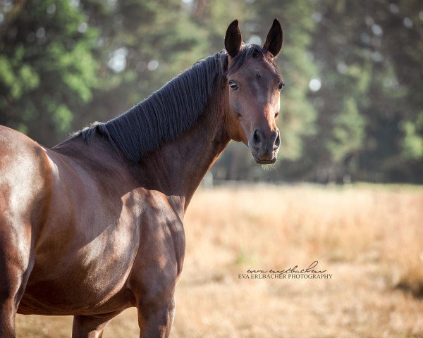 broodmare Apolina (Oldenburg, 2016, from San Amour I)