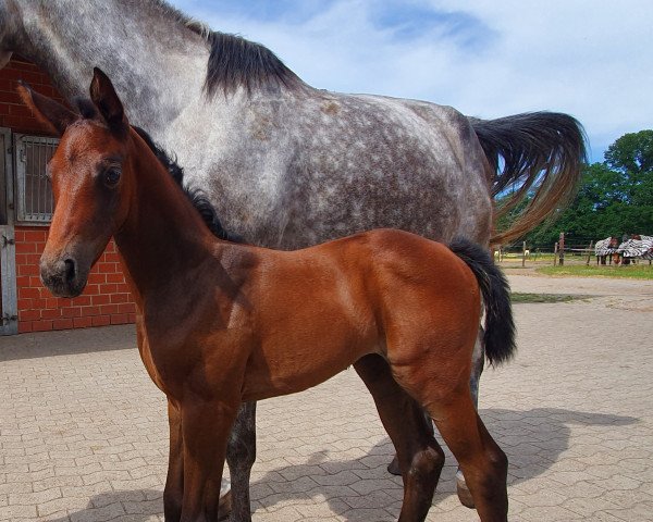 Springpferd Lou Bumblebee (Trakehner, 2022, von Asagao xx)