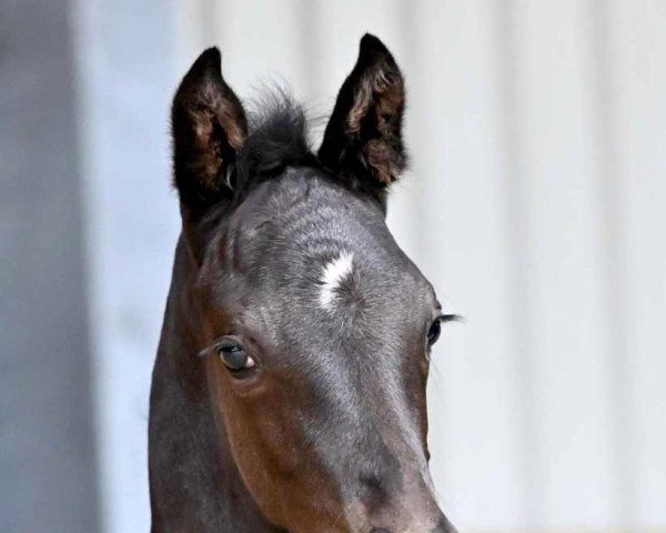 dressage horse San Graciano L (Oldenburg, 2022, from San Amour I)