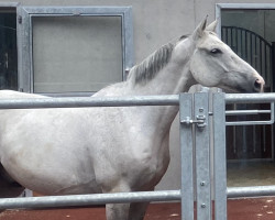 jumper Bilbao 34 (Hanoverian, 2011, from Ballybo H)