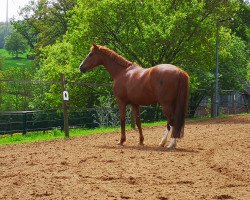 broodmare Valentina (Hanoverian, 2011, from Valentino)