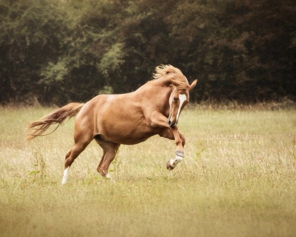 dressage horse Enny (Hanoverian, 2019, from Edward 28)