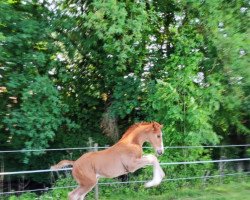 dressage horse Hengst von Sir Escolar / Show Star (Westphalian, 2022, from Sir Escolar)