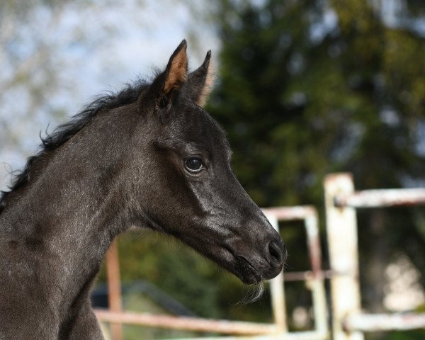 jumper Stella della Luna MM (German Sport Horse, 2023, from Darwin Z)