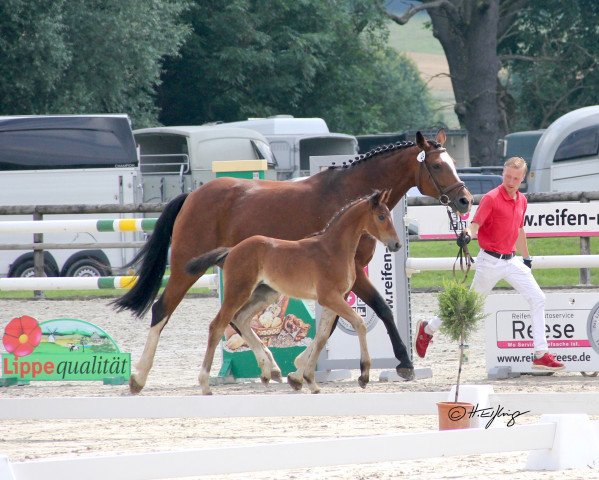 Dressurpferd Stute von Maxim / Florenciano (Westfale, 2021, von Maxim - N)