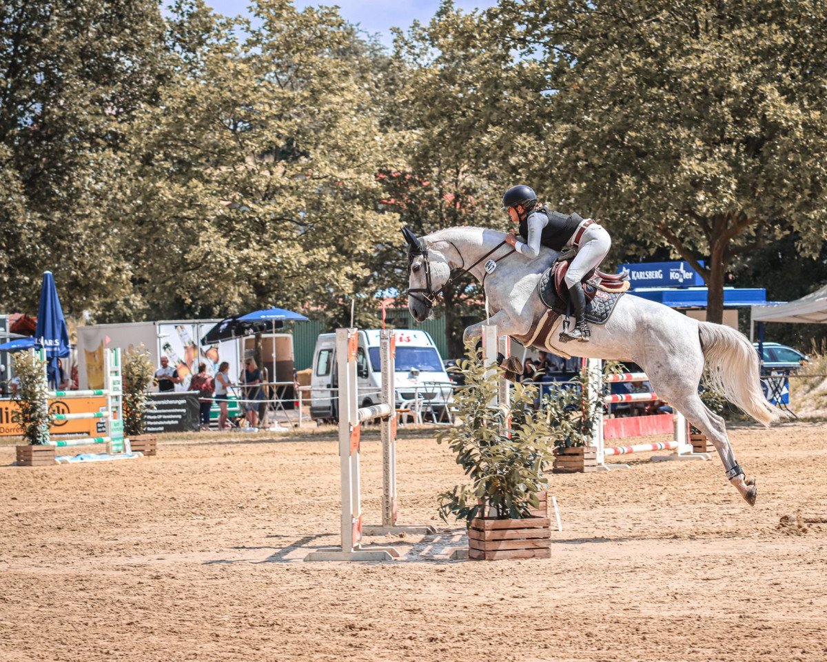 jumper Willowettie (anglo european sporthorse, 2016, from Wilfred)