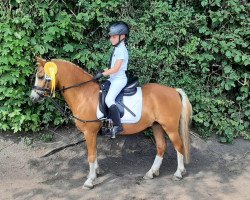 Dressurpferd Feivel G (Welsh Mountain Pony (Sek.A), 2016, von Heathside Flashman)