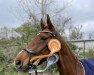 dressage horse Farbenfroh's Fee (Hanoverian, 2014, from Tannenhof's Fahrenheit)