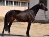 broodmare Praline (Trakehner, 2020, from Kentucky)