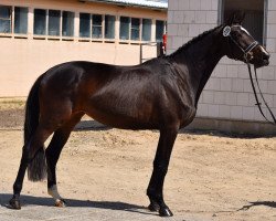 Zuchtstute Praline (Trakehner, 2020, von Kentucky)