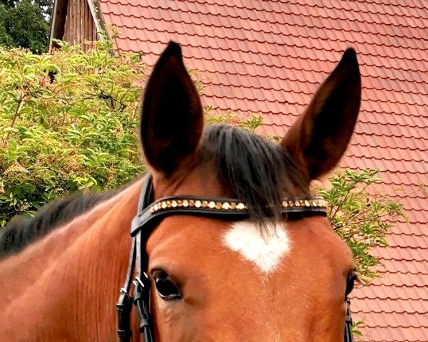 broodmare Smilla (Hanoverian, 2017, from Stalypso)