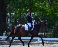 broodmare Georgia 217 (German Sport Horse, 2018, from Tannenhof's Fahrenheit)