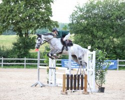 jumper César Blanc d’Azur (Westphalian, 2016, from Congress 4)