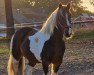 dressage horse Drumshambow (Tinker / Irish Cob / Gypsy Vanner, 2013)