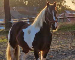 Dressurpferd Drumshambow (Tinker / Irish Cob / Gypsy Vanner, 2013)