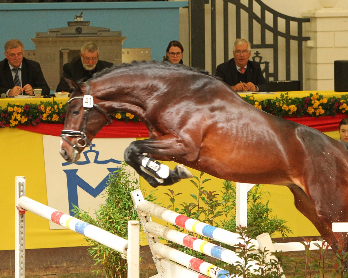 Springpferd Cortino Fm (Mecklenburger, 2017, von Calisto Ksh)
