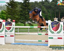 jumper Zanzibar (KWPN (Royal Dutch Sporthorse), 2004, from Tangelo van de Zuuthoeve)