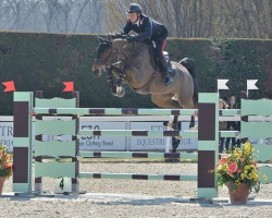 jumper Lacoste III (Belgian Warmblood, 2011, from Horion de Libersart)