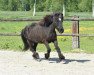 broodmare Olga frá Höskuldsstöðum (Iceland Horse, 1992, from Eyfirdingur fra Akureyri)