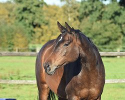 dressage horse Biscaya (Trakehner, 2011, from Schwalbenglanz)