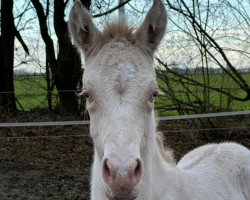 Dressurpferd Dante SD (Deutsches Reitpony, 2023, von Don Papa WE)