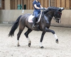 dressage horse Sugar Boy 17 (Westphalian, 2011, from Silbermond)