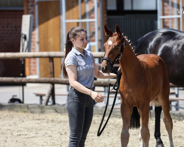 dressage horse Escadonna JB (Westphalian, 2023, from Escaneno)