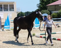 dressage horse Fürstin Fayola (Hannoveraner, 2015, from Fürst Belissaro)