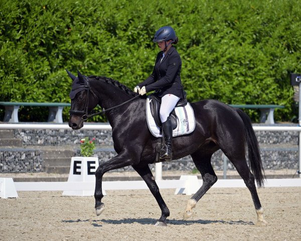 dressage horse Reul (German Sport Horse, 2018, from DeLorean)