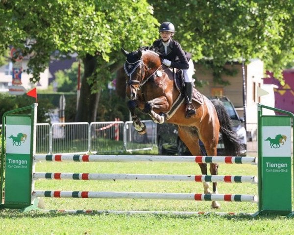 jumper Charlie Marie St (German Sport Horse, 2016, from Chetlag)