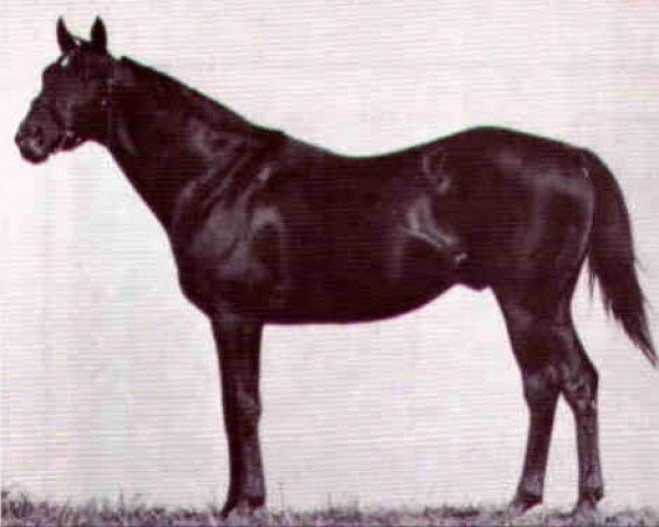 stallion Nevada Battler xx (Thoroughbred, 1960, from The Battler xx)